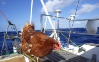 Любовь зла: француз отправился в кругосветку с курицей