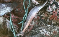 В Одесской области поймали рыбака с уловом краснокнижной рыбы