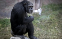 В Пхеньяне курящая шимпанзе стала звездой зоопарка (ВИДЕО)