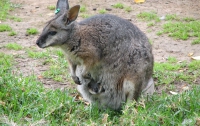 В Одесском парке нашли кенгуру редкого вида