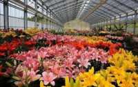 После карантина в Украине может образоваться дефицит цветов