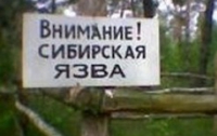 После обработки коровы, умершей от сибирской язвы, два человека госпитализированы 