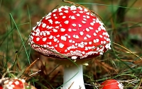 Ядовитые грибы продолжают убивать украинцев