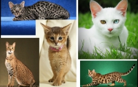 Топ-5 самых дорогих пород кошек (ФОТО)