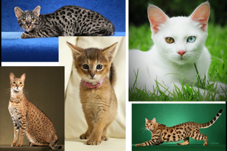 Топ-5 самых дорогих пород кошек (ФОТО)