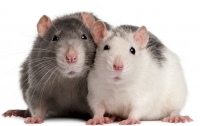 Мэр Нью-Йорка выделил 32 миллиона долларов на борьбу с крысами
