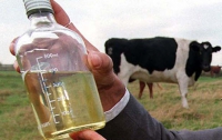 Напиток из коровьей мочи поступит в продажу