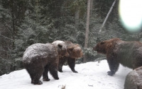 Медведей на Закарпатье учат спать зимой