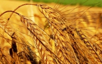Евросоюз разочарован решением Украины о прекращении экспорта пшеницы