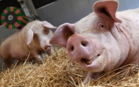 Власти Чехии закрыли свиноферму, находившуюся на территории бывшего концлагеря