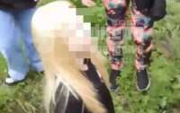 У Дніпрі підлітки поставили дівчину на коліна та знущалися з неї (відео)