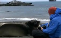 Дикие морские львы ластятся к журналисту, как котята (ВИДЕО)