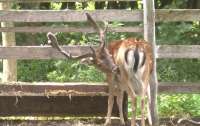 У Києві спіймали оленя, який блукав вулицями міста