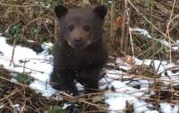 На украинской границе спасли красивого медвежонка (фото)