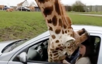Голодный жираф разбил окно машины с людьми в Великобритании (видео)
