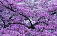 В Украине  - «японская» весна