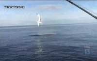 Во Флориде рыбаки сняли на видео акулу, которая прикинулась дельфином