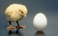 Ученые решили главную загадку тысячелетия о курице и яйце