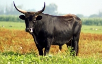 Видеошок: бык поднял на рога прохожего