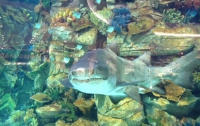 В киевском торговом центре акула устраивает кровавое шоу 