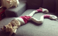Кошка Гуччи любит носить колготки (ФОТО)