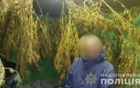 В Черкасской области у местного жителя изъяли более 60 кг конопли