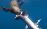 Разрыв пищевой цепочки: тюлень «задрал» акулу (ФОТО)