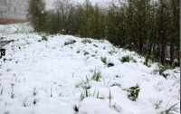 Несколько регионов России засыпало снегом посреди июня (видео)