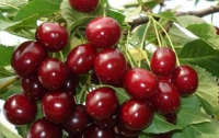 Медики знают, сколько надо есть черешни в день