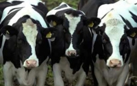 Коровы сдадут в лизинг
