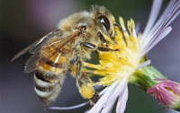 Парижские пчелы приносят больше меда, чем сельские