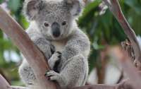 Масштабное ДТП случилось из-за коалы (видео)