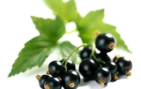 Сок чёрной смородины предотвращает боли после занятий спортом