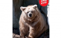 В Киевском зоопарке умерла старейшая бурая медведица зверинца