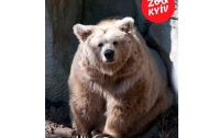 В Киевском зоопарке умерла старейшая бурая медведица зверинца