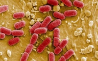 В ЕС инфекцию, вызванную бактерией E.coli, обнаружили в листьях салата