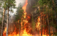 В Херсонской области горит лес на 50 га 