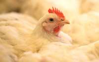В Нидерландах из-за птичьего гриппа уничтожили 130 тысяч кур