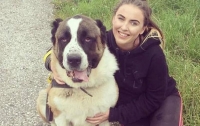 В Великобритании 80-килограммовый пес испугался фейерверков и умер
