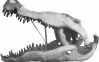 На Мадагаскаре нашли останки животного, которое убивало динозавров