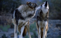 В Германию впервые за 200 лет возвращаются волки 