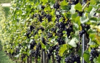 Названо головних постачальників вина та виноградного сусла в Україну