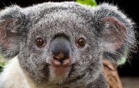 Сосиски из коалы возмутили сингапурских покупателей