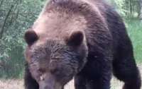 Сотрудники Чернобыльского заповедника натолкнулись на остатки обеда бурого медведя
