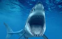 В Сиднее акула впервые за 60 лет напала на человека