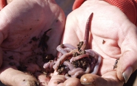 В Африке откопали адских червей 