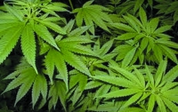  В Колорадо наградят лучшие сорта марихуаны
