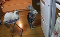 Яркие кадры из жизни бесшабашных котов (ВИДЕО)