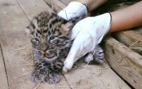В Индии в багаже пассажира нашли детеныша леопарда