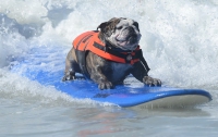 В Калифорнии закончился чемпионат по серфингу для собак (ФОТО)